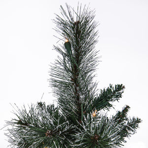 B166437 Holiday/Christmas/Christmas Trees