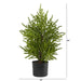 T1502 Holiday/Christmas/Christmas Trees