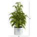 T1506 Holiday/Christmas/Christmas Trees