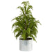 T1506 Holiday/Christmas/Christmas Trees