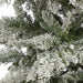 T1856 Holiday/Christmas/Christmas Trees