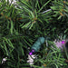 32913208 Holiday/Christmas/Christmas Wreaths & Garlands & Swags