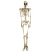 32256596 Holiday/Halloween/Halloween Indoor Decor