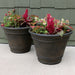 DG-752-4PK Outdoor/Lawn & Garden/Planters