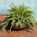 DG-868-4PK Outdoor/Lawn & Garden/Planters
