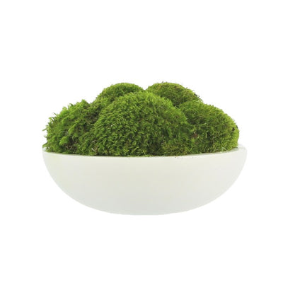 Product Image: CDTR1402 Decor/Faux Florals/Plants & Trees