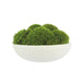 CDTR1402 Decor/Faux Florals/Plants & Trees