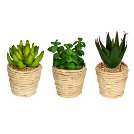 5" and 6" Artificial Assorted Potted Succulents