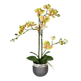 23.5" Artificial Potted Real Touch Green Phalaenopsis Spray