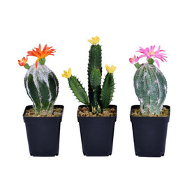 8" Artificial Cactus in Black Plastic Planter's Pots Set of 3