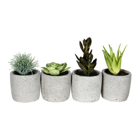 6" Artificial Assorted Potted Succulents Set of 4