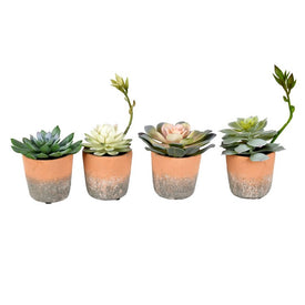 7" Artificial Assorted Potted Succulents Set of 4