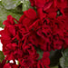 4986 Holiday/Christmas/Christmas Wreaths & Garlands & Swags