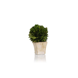 4" Tall Round Preserved Boxwood Topiaries In Square Pots Set of 4