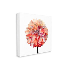Bright Coral Watercolor Bloom Dahlia Flower 36"x36" XXL Stretched Canvas Wall Art