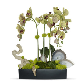 Green Orchids in Rectangular Ceramic Container with Agate Slabs