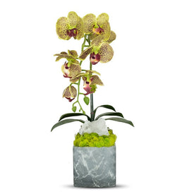 Single Green Orchid in Gray Faux Marble Container with Quartz