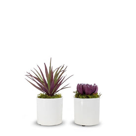 Option 3 Baby Succulents in White Ceramic Containers Set of 2
