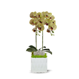Double Green Orchid in White Ceramic Container with Quartz