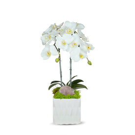Double White Orchid in White Ceramic Container with Pink Rose Quartz