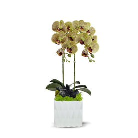 Double Green Orchid in White Ceramic Container with Black Quartz