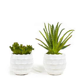 Green Duo Succulents in White Ceramic Containers Set of 2