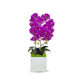 Double Fuchsia Orchid in White Ceramic Container with Black Quartz