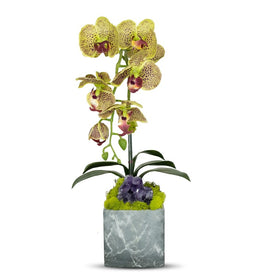 Single Green Orchid in Gray Faux Marble Container with Amethyst
