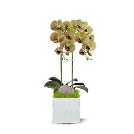 Double Green Orchid in White Ceramic Container with Pink Rose Quartz
