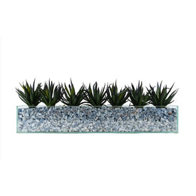 Dark Agave in Rectangular Glass Container with Crushed Blue Calcite