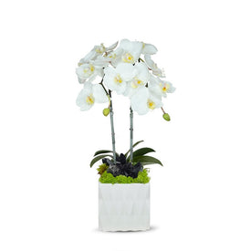 Double White Orchid in White Ceramic Container with Black Quartz