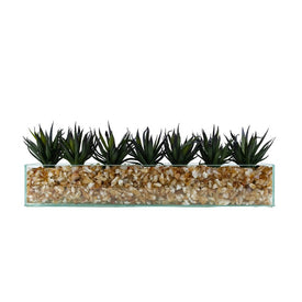 Dark Agave in Rectangular Glass Container with Crushed Citrine