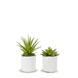 Option 2 Baby Succulents in White Ceramic Containers Set of 2