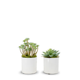 Option 1 Baby Succulents in White Ceramic Containers Set of 2