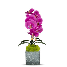 Single Fuchsia Orchid in Gray Faux Marble Container with Moss