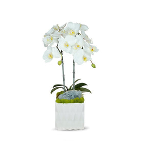 Double White Orchid in White Ceramic Container with Blue Celestine