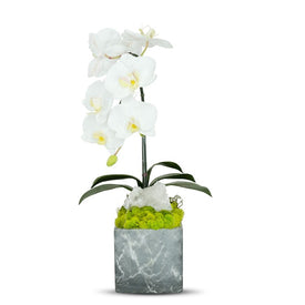 Single White Orchid in Gray Faux Marble Container with Quartz