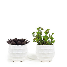 Purple and Green Duo Succulents in White Ceramic Containers Set of 2
