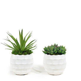 Classic Duo Succulents in White Ceramic Containers Set of 2