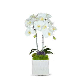 Double White Orchid in White Ceramic Container with Amethyst