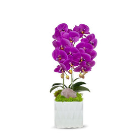 Double Fuchsia Orchid in White Ceramic Container with Pink Rose Quartz