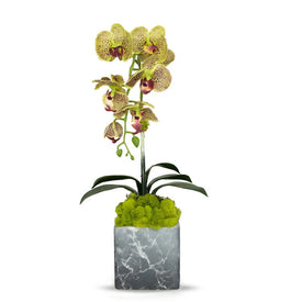 Single Green Orchid in Gray Faux Marble Container with Moss