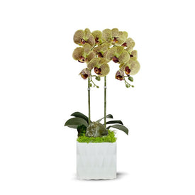 Double White Orchid in White Ceramic Container with Green Calcite