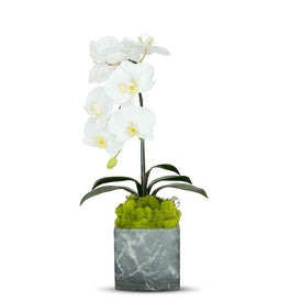 Single White Orchid in Gray Faux Marble Container with Moss