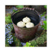 75212 Decor/Candles & Diffusers/Candles