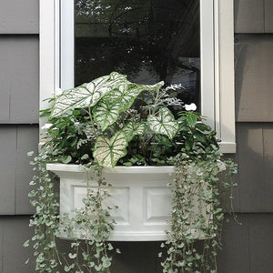 4829-W Outdoor/Lawn & Garden/Window Boxes