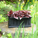 4839-B Outdoor/Lawn & Garden/Planters