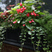 5822-B Outdoor/Lawn & Garden/Window Boxes