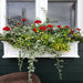 5823-W Outdoor/Lawn & Garden/Window Boxes