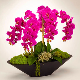 Fuchsia Orchids in Large Metal Boat-Shaped Container